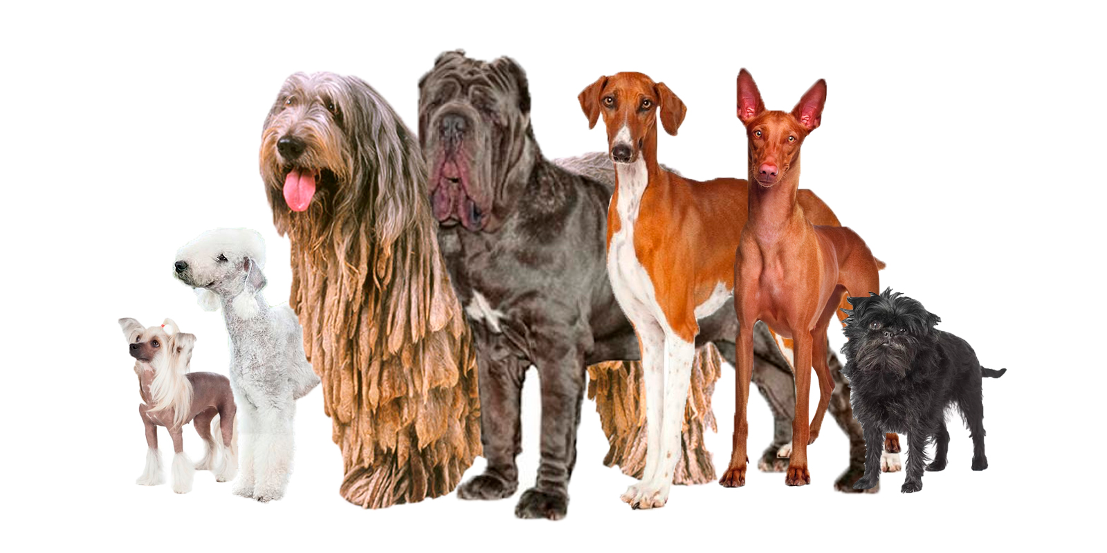 Razas de perros bonitos Razas de perros bonitos